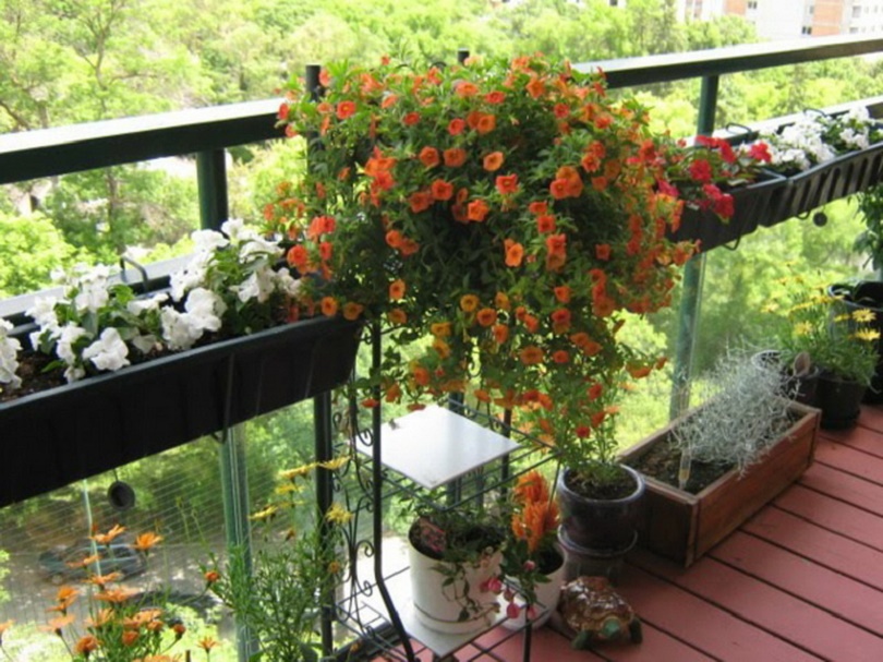 Balcony perennial plants