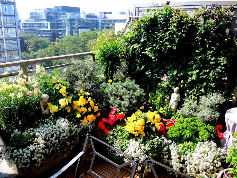 Balcony perennial plants