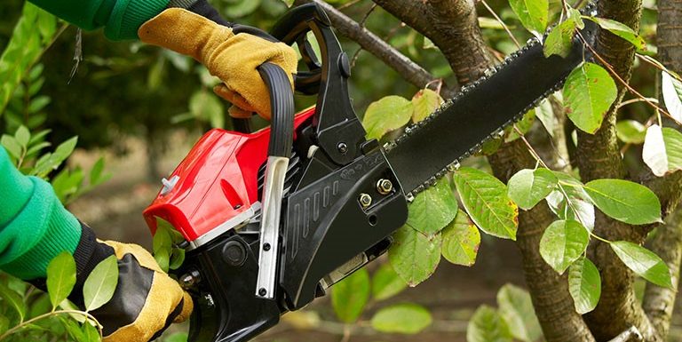 The Benefits of Trimming Hedges and Trees