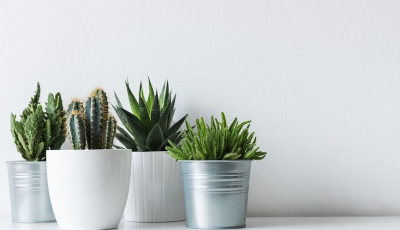 10 tricks to make your artificial plants look more real