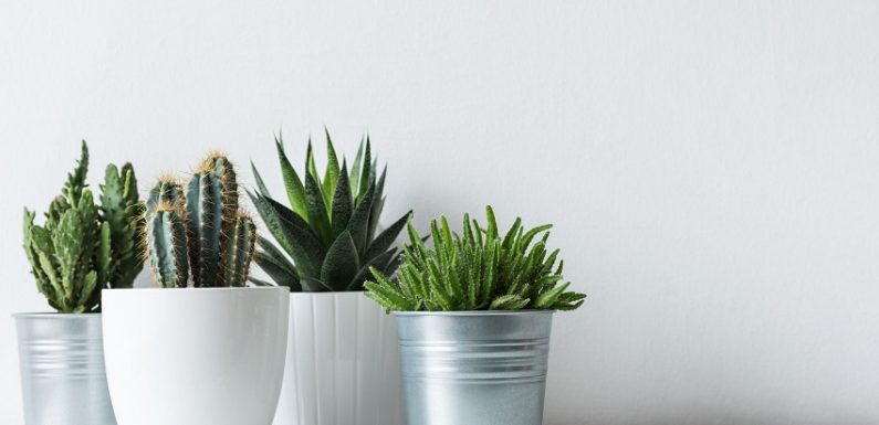 10 tricks to make your artificial plants look more real