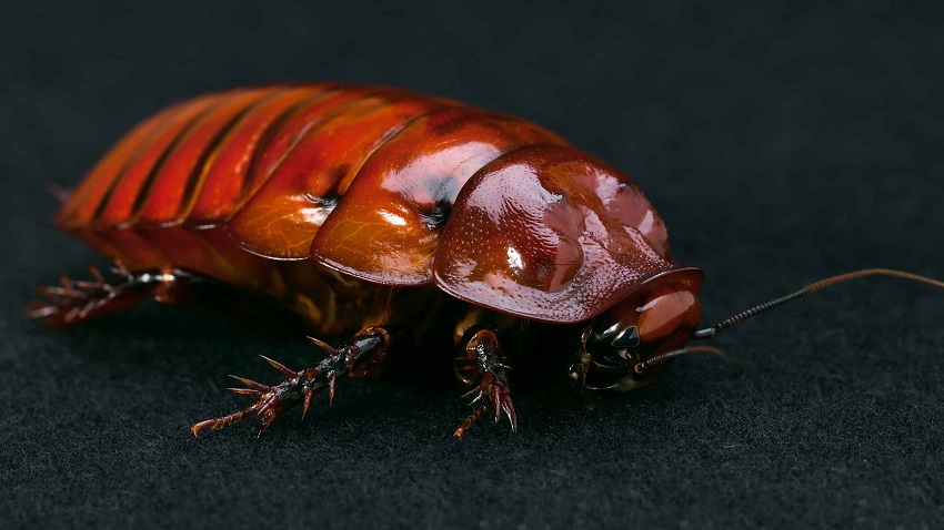 What is the World's Largest Cockroach: Diet and Feeding Habits