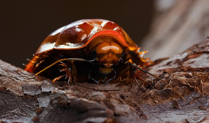 What is the World’s Largest Cockroach?