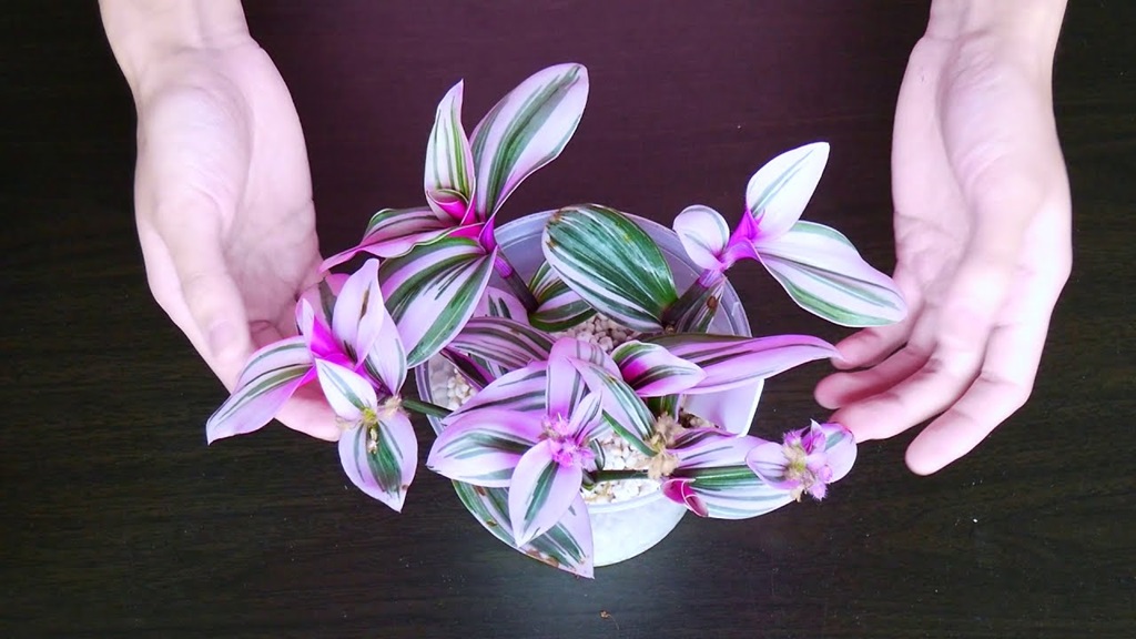 Tips for Caring for Newly Propagated Tradescantia Bubblegum