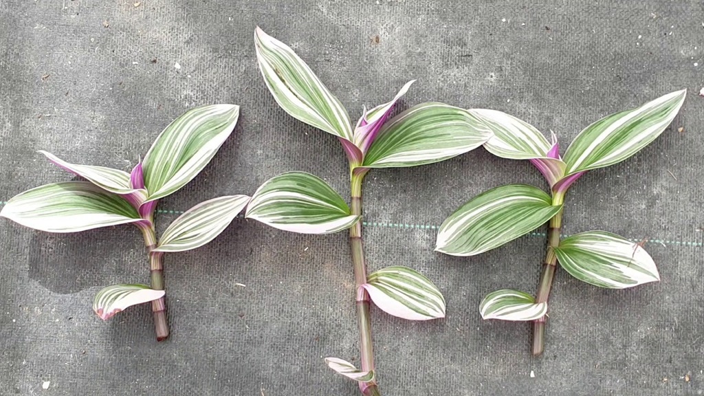 Propagating Tradescantia Bubblegum from Stem Cuttings