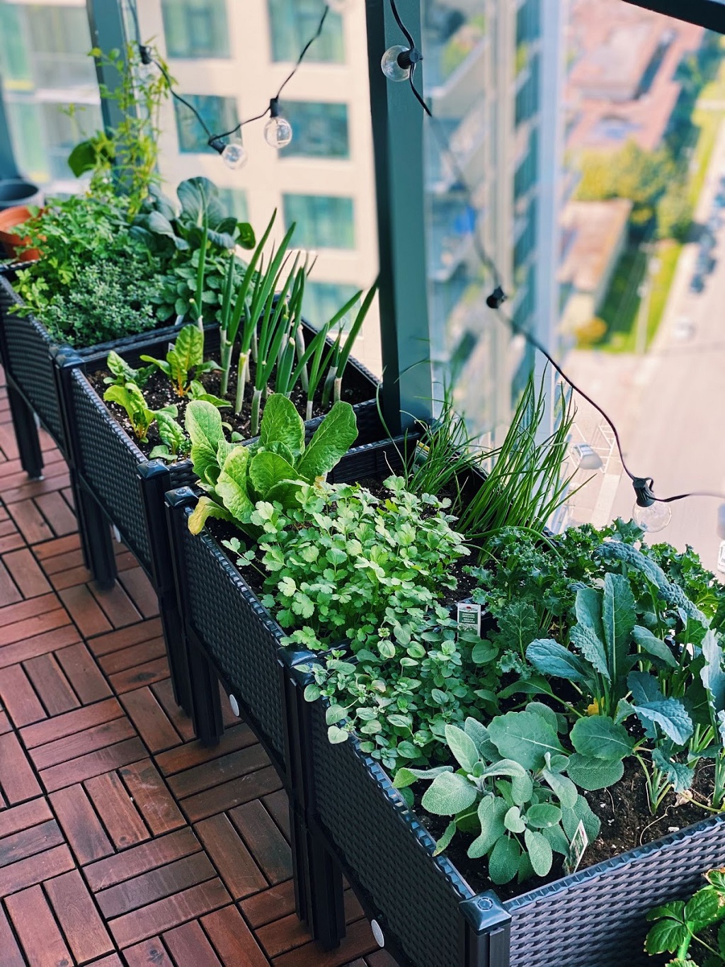 herb garden on your balcony