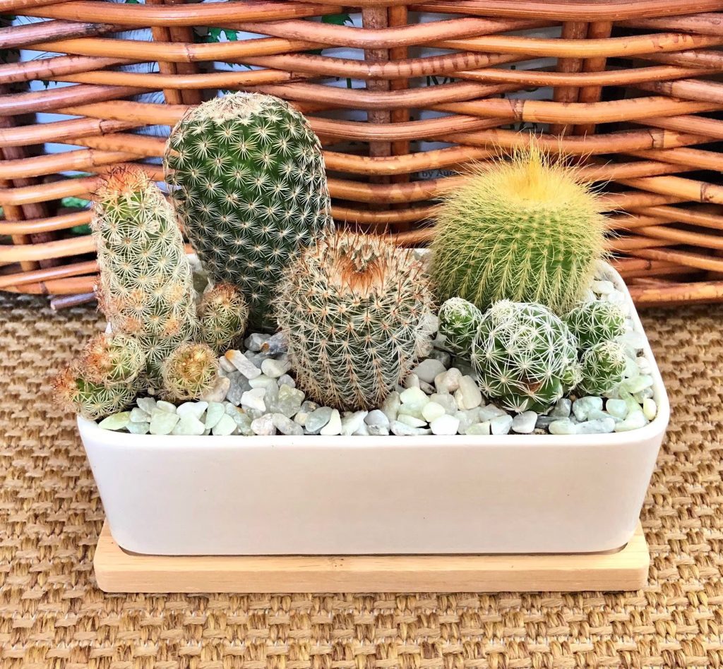 What does cactus symbolize as a gift?