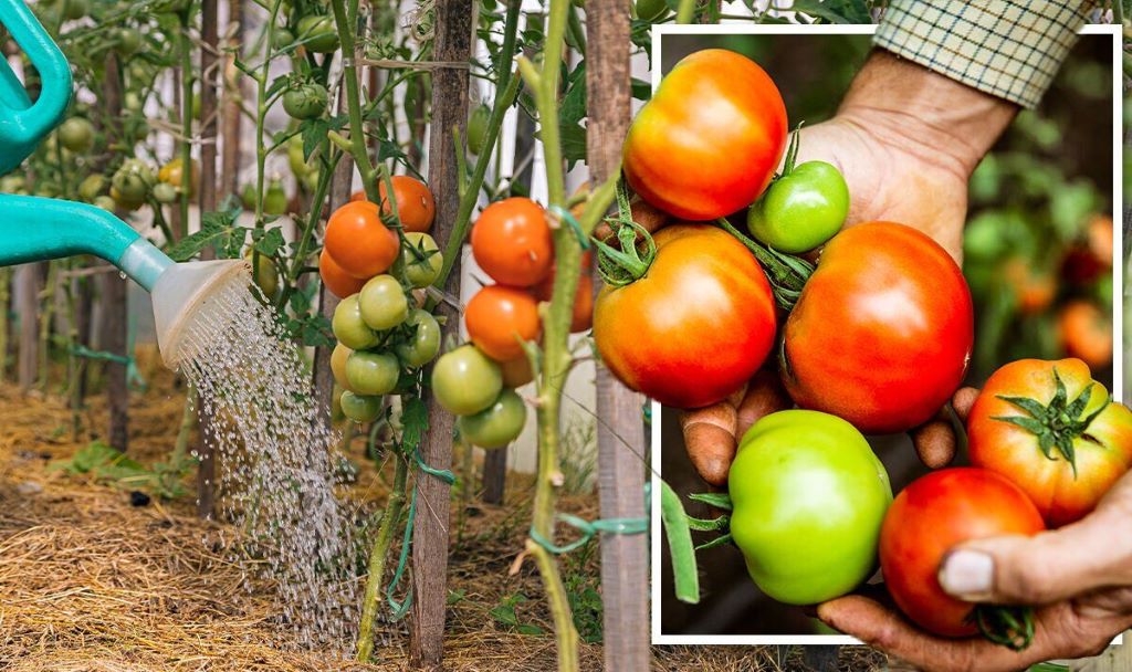 How much water is needed to produce a tomato?