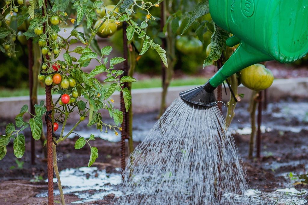 Watering Your Tomato Plants: The Ultimate Guide for a Bountiful Harvest