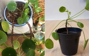 How do you save leggy Pilea