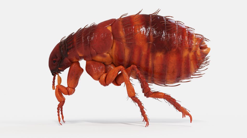 What Fleas Look Like: A Complete Guide to Identifying These Tiny Pests