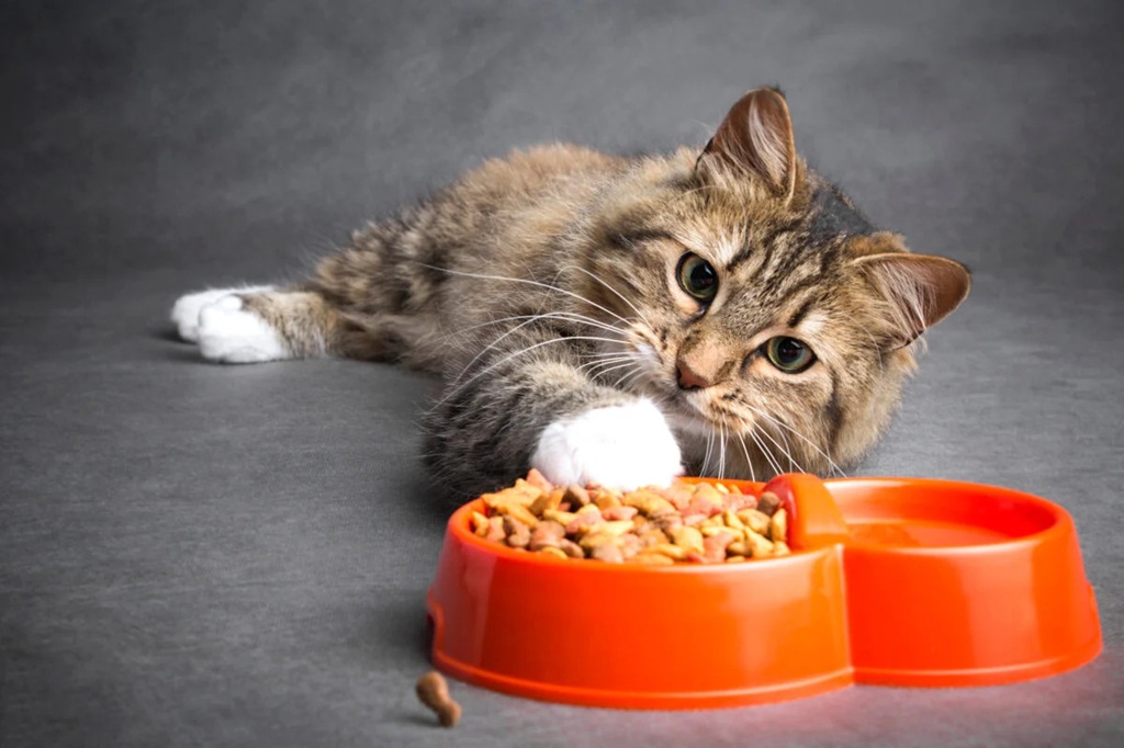 Supplementing a Vegan Diet for Cats: a Complete Guide