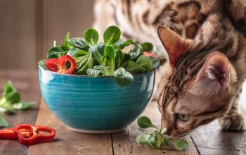 Can cats be vegan with supplements?