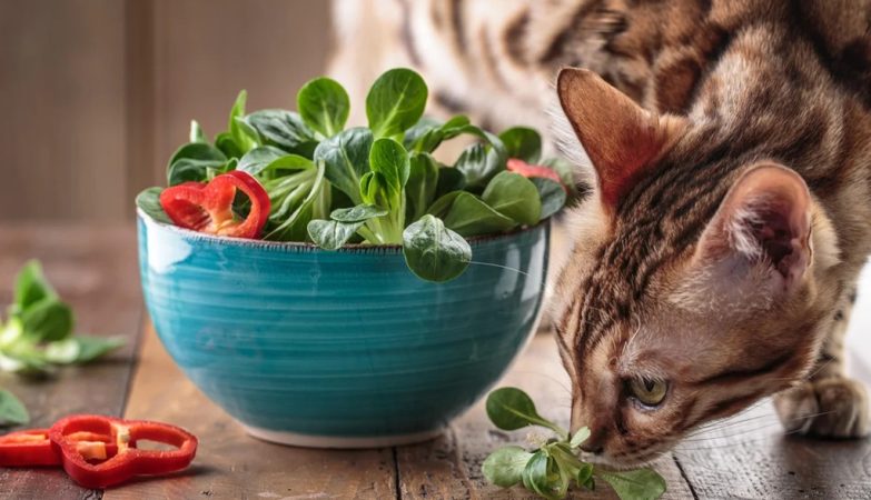 Can cats be vegan with supplements?