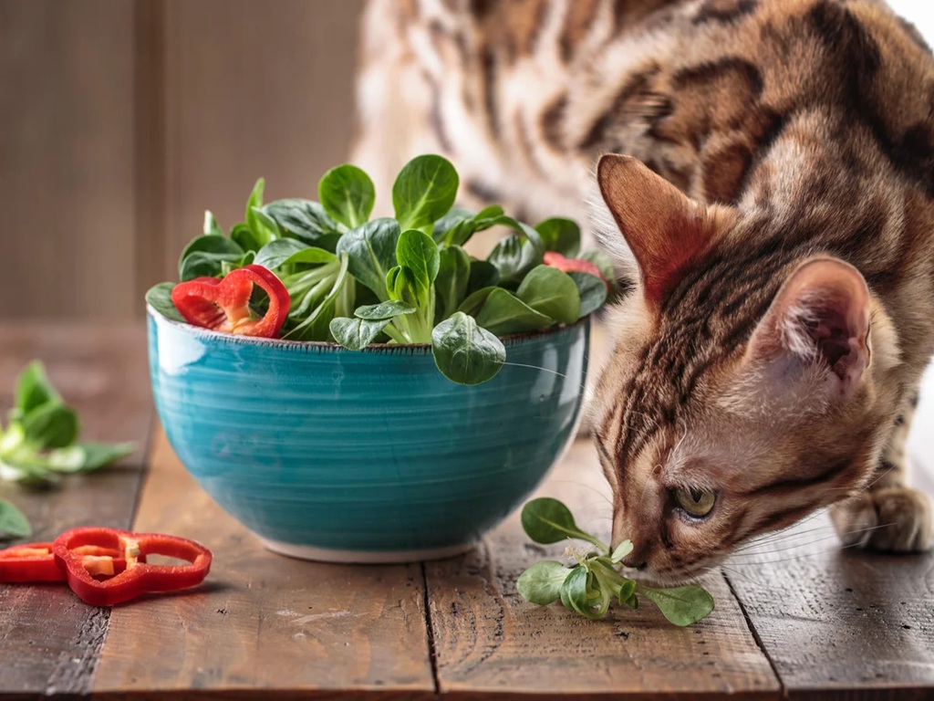 Supplementing a Vegan Diet for Cats: A Complete Guide