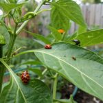 Using Ladybugs and Lacewings for Natural Aphid Control on Pepper Plants