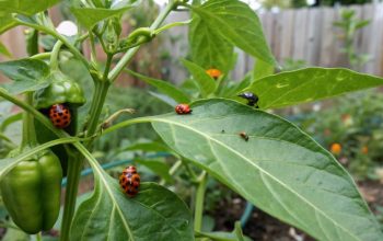 Using Ladybugs and Lacewings for Natural Aphid Control on Pepper Plants