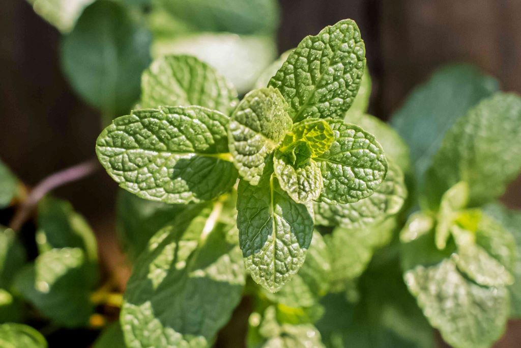 Close-up of plant leaves with white mineral spots, alongside tips for reducing mineral deposits for healthier growth